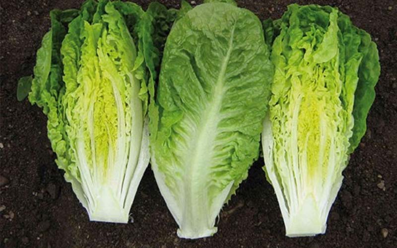 Rau diếp romaine