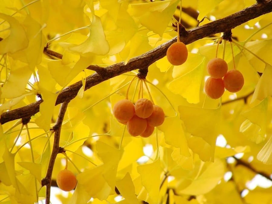 Lá bạch quả vàng tượng trưng cho phú quý