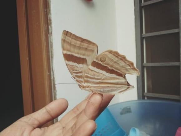 Theo quan niệm phong thủy và dân gian, nếu bướm bay vào nhà rồi đậu trên bàn thờ, đó thường được xem là tín hiệu tốt lành. 