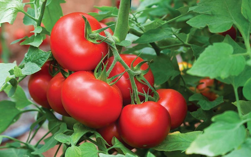 Cà chua là một trong những thực phẩm quen thuộc nhưng lại rất hiệu quả trong quá trình giảm cân.