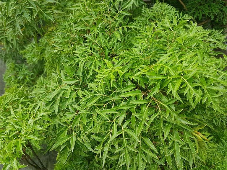 Cây đinh lăng