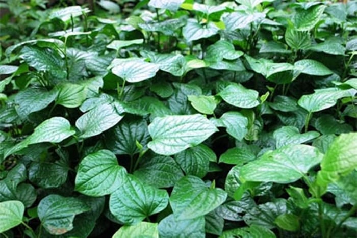 Cây lá lốt