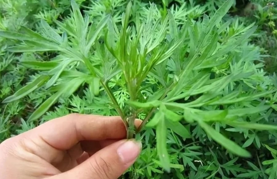 Cây ngải cứu