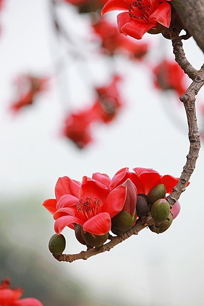 Hoa gạo gắn với truyền thuyết và truyện kể dân gian