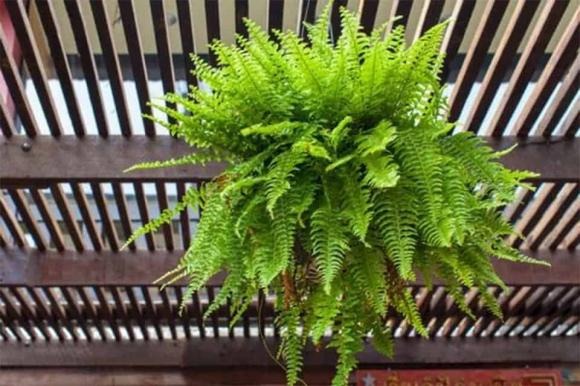 Trong phong thủy, dương xỉ mang ý nghĩa bảo vệ và cân bằng năng lượng. T