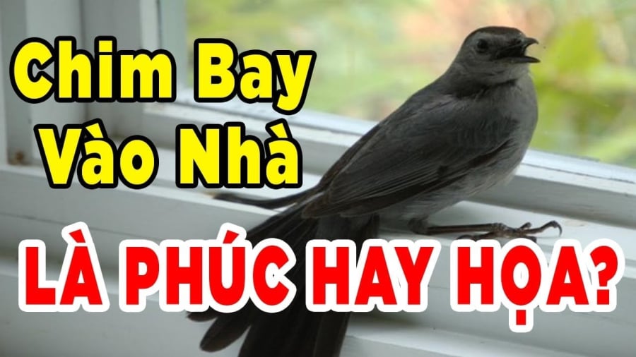 chim