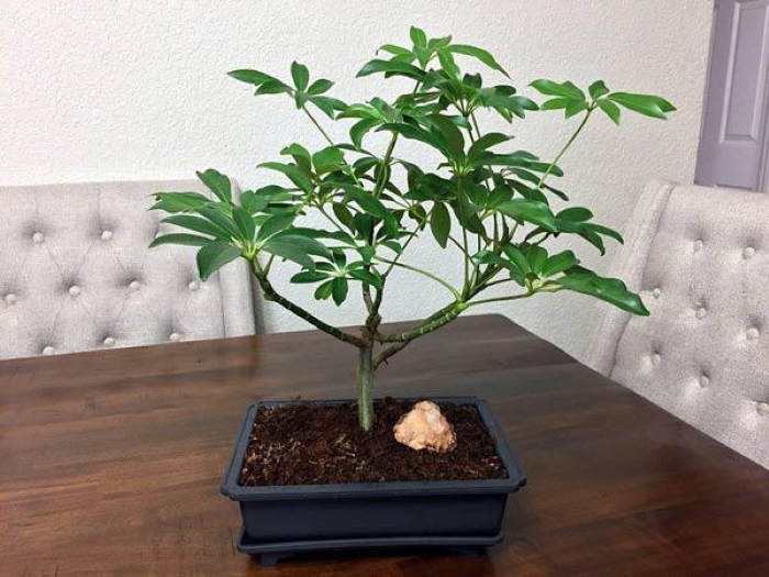 Cây ngũ gia bì có ý nghĩa phong thủy giúp chủ nhân ổn định tài vận, phát triển sự nghiệp và giữ được tài lộc.