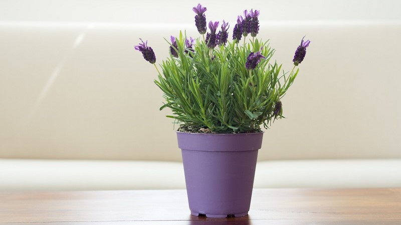 Về mặt phong thủy, cây oải hương giúp tăng nguồn năng lượng mới, thu hút vượng khí.
