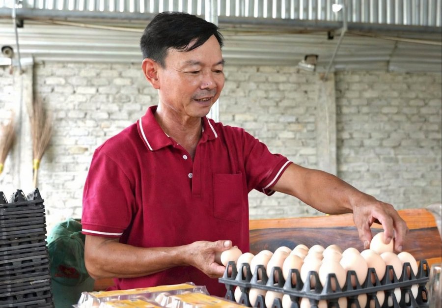 Trang trại nuôi hơn 23.000 con gà Ai Cập lai, mỗi ngày thu khoảng 13.000 quả trứng, tạo nguồn thu gần 40 triệu đồng.