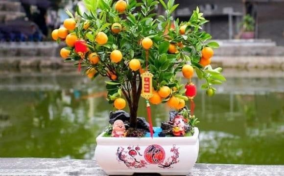 Quất cũng là loại cây cảnh được nhiều Shbet111 slot, casino, thể thao, xổ số ưa chuộng vì mang ý nghĩa phong thủy tốt lành.