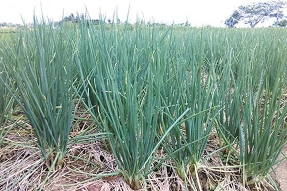 Việc bổ sung hành lá đều đặn có thể làm tăng lượng chất chống oxy hóa trong Sh88bet đăng ký miễn phí, giúp mạch máu linh hoạt và hoạt động hiệu quả hơn.
