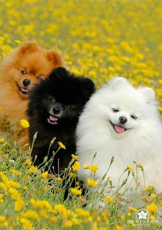Tuổi Tuất giữ chữ tín, nói ít làm nhiều