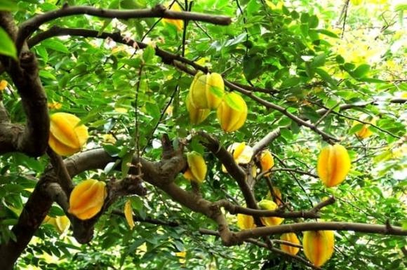 Trong phong thủy, khu vực trước sân là nơi tiếp nhận dòng năng lượng từ bên ngoài vào nhà. 