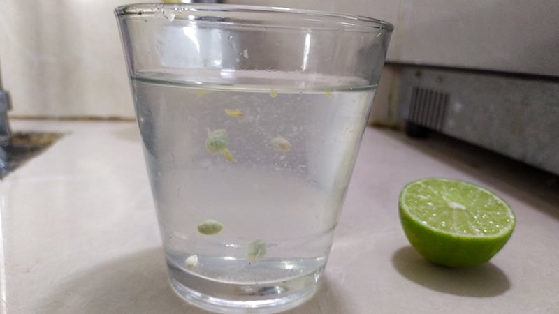 Khuấy đều và uống vào buổi sáng khi bụng còn đói hoặc trước bữa ăn 20–30 phút.