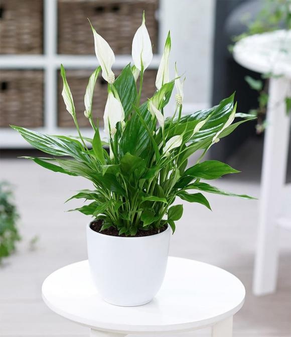 Lan ý là một trong những loại cây cảnh lý tưởng để đặt trên bàn làm việc, còn được gọi là “thuận buồm xuôi gió”.