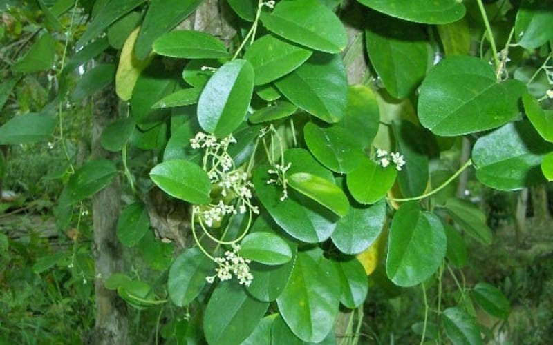 cay suong sam