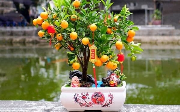 Cây quất từ lâu được xem là biểu tượng của tài lộc và sự sung túc. 