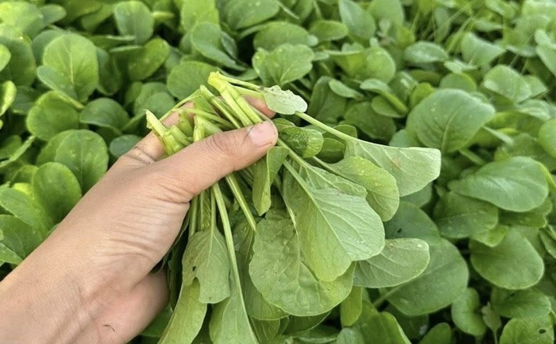 Cải xanh là loại rau có vị hơi cay nhẹ, tính mát và chứa nhiều dưỡng chất tốt cho Sh88bet đăng ký miễn phí. Đặc biệt, cải xanh giàu vitamin K, C và các hợp chất có khả năng kháng viêm, hỗ trợ tăng cường hệ miễn dịch.    