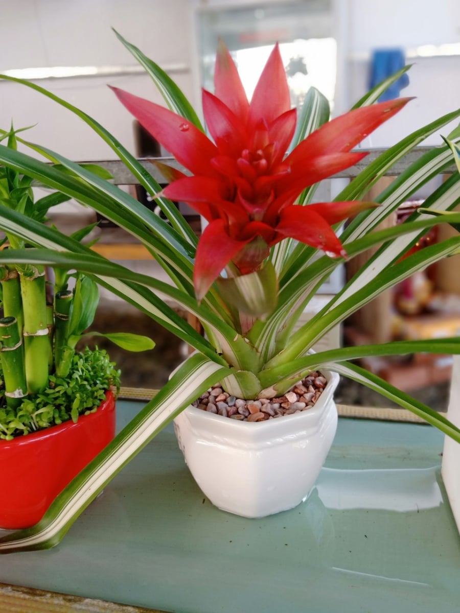 Với sắc đỏ nổi bật – màu sắc tượng trưng cho sự may mắn và thịnh vượng – loại cây này thường được nhiều Shbet111 slot, casino, thể thao, xổ số lựa chọn để trang trí. Ảnh minh họa