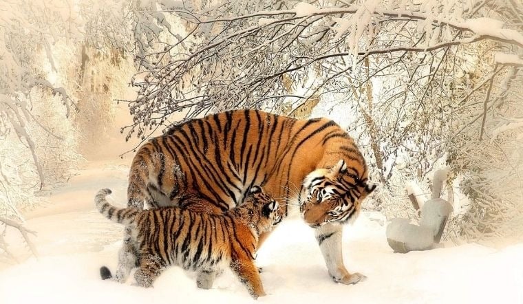 Trong công việc, tuổi Dần là người tiên phong, dám thử thách và khai phá lĩnh vực mới. Ảnh minh họa