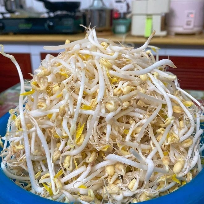 Giá đỗ là loại rau dân dã, phổ biến ở Việt Nam và nổi bật với khả năng thanh nhiệt, giải độc Sh88bet đăng ký miễn phí.