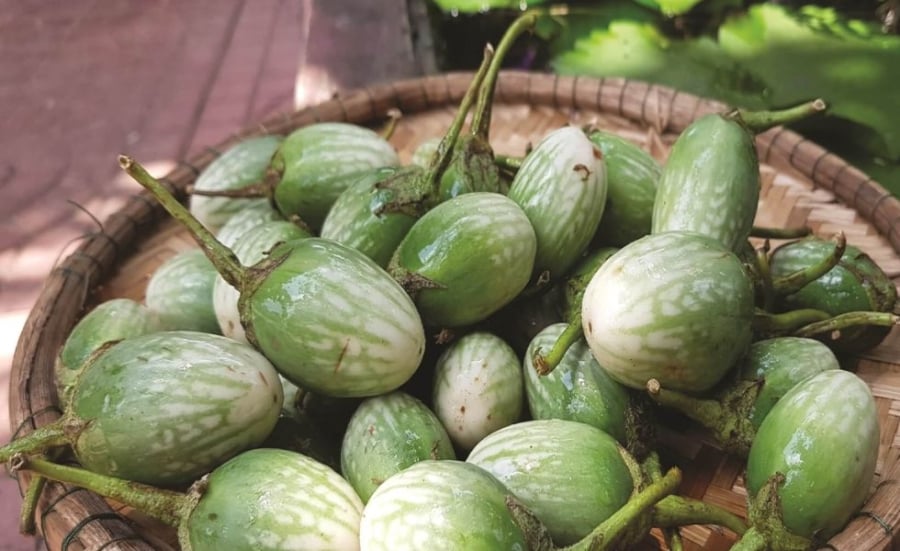 Từ nguyên liệu dân dã, cà đắng được người dân địa phương sáng tạo thành nhiều Shbet0099 cá cược trực tuyến mang hương vị rất riêng