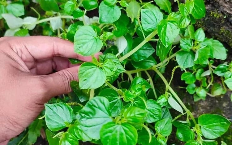 Rau càng cua là loại cây thân mềm, mọc sát đất, thường xuất hiện ở những nơi ẩm ướt như góc vườn, bờ tường hay sau mưa. Trước đây, nhiều người xem đây là cỏ dại, nhưng hiện nay nó đã trở thành nguyên liệu quen thuộc trong các Shbet0099 cá cược trực tuyến dân dã.