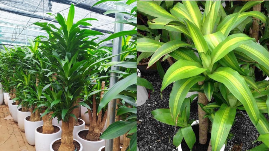 Số lượng thân cây thiết mộc lan trồng trong nhà cũng có ý nghĩa quan trọng đối với phong thủy.