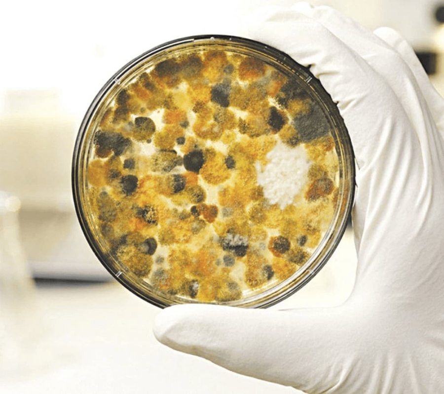 Một trong những yếu tố nguy cơ được nhắc đến là Aflatoxin – độc tố vi nấm thường xuất hiện trong thực phẩm bị mốc, do một số loài nấm thuộc nhóm Aspergillus sinh ra.