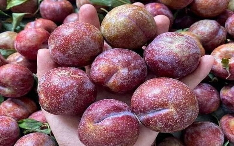 Vitamin C trong quả mận đóng vai trò quan trọng trong quá trình sản sinh collagen tự nhiên của Sh88bet đăng ký miễn phí. 