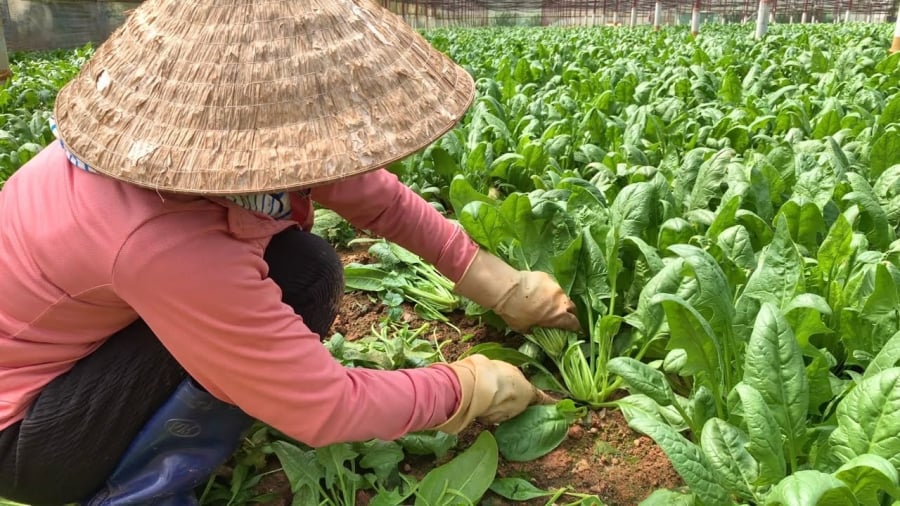 Loại rau nhiều sắt hơn thịt bò, là 