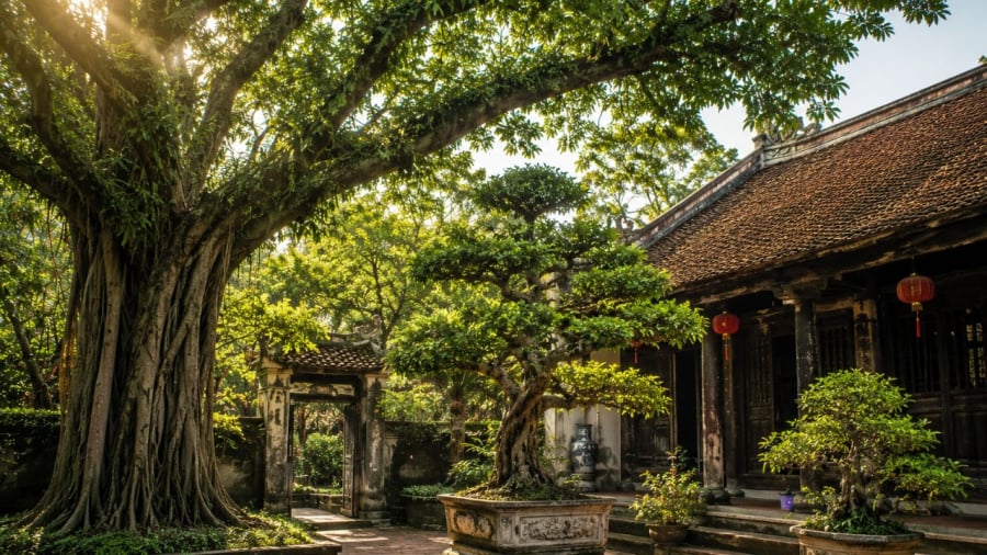 Chú ý về kích thước cây cho phù hợp