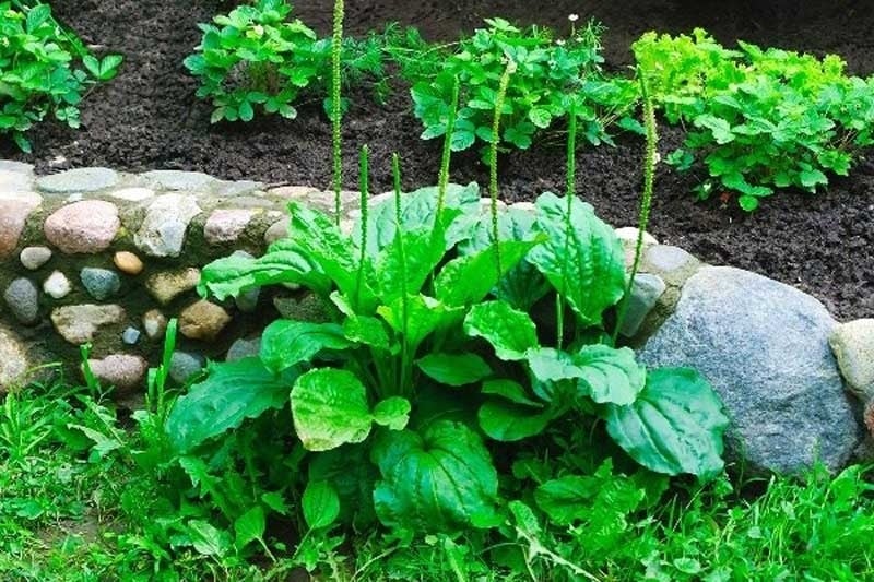 Loại cây mọc đầy ven đường, khắc tinh sỏi thận