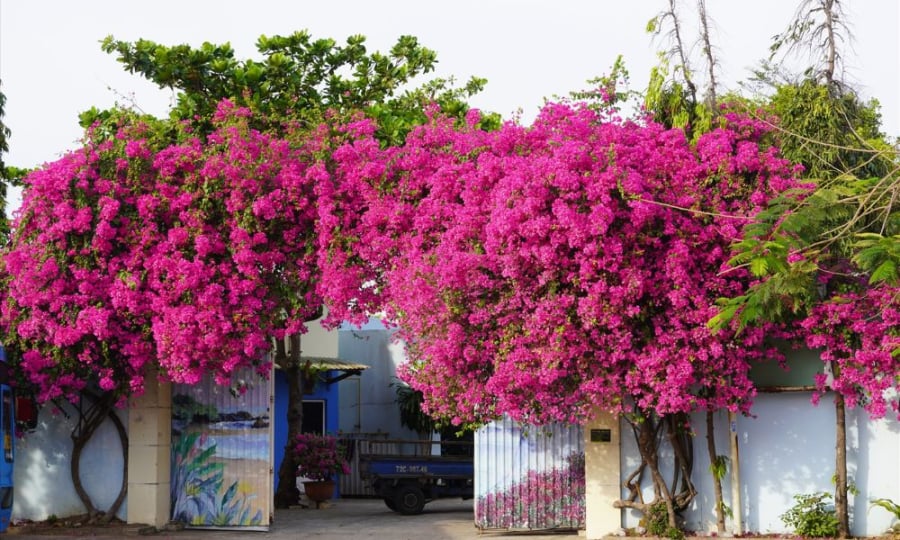 hoa giay