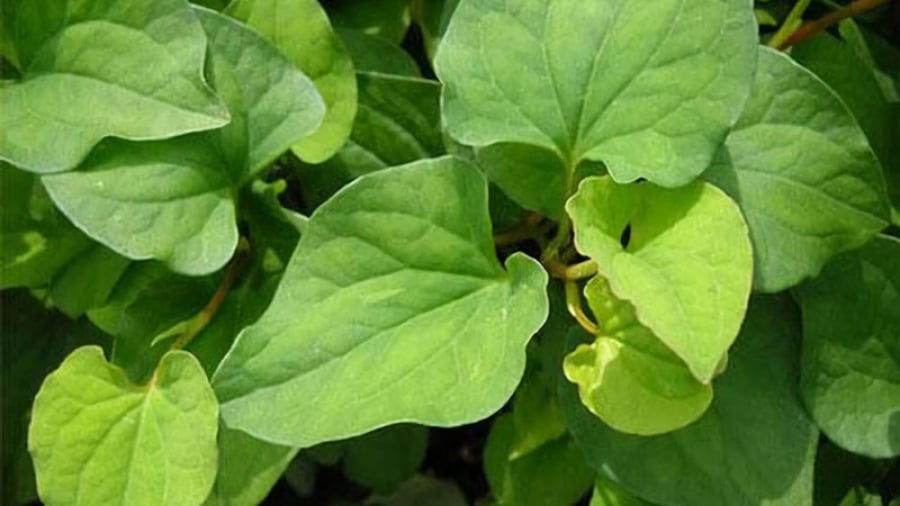 Diếp cá là loại rau khiến nhiều người e ngại vì mùi tanh đặc trưng, nhưng đây lại là Shbet0099 cá cược trực tuyến quen thuộc trong nhiều Shbet111 slot, casino, thể thao, xổ số Việt.    