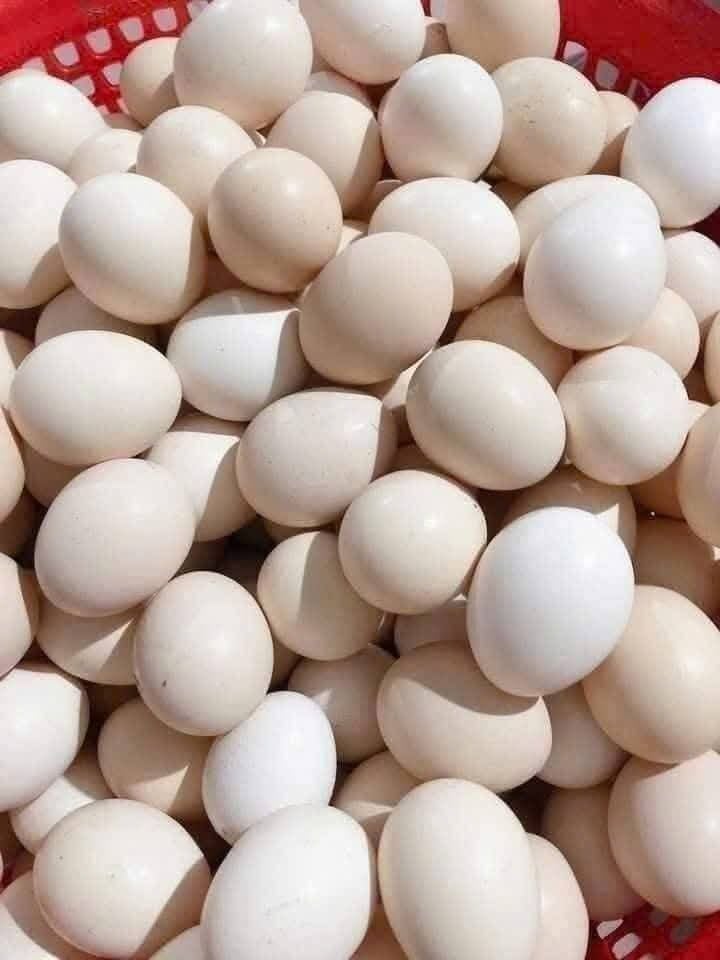 Cât trứng rất quan trọng