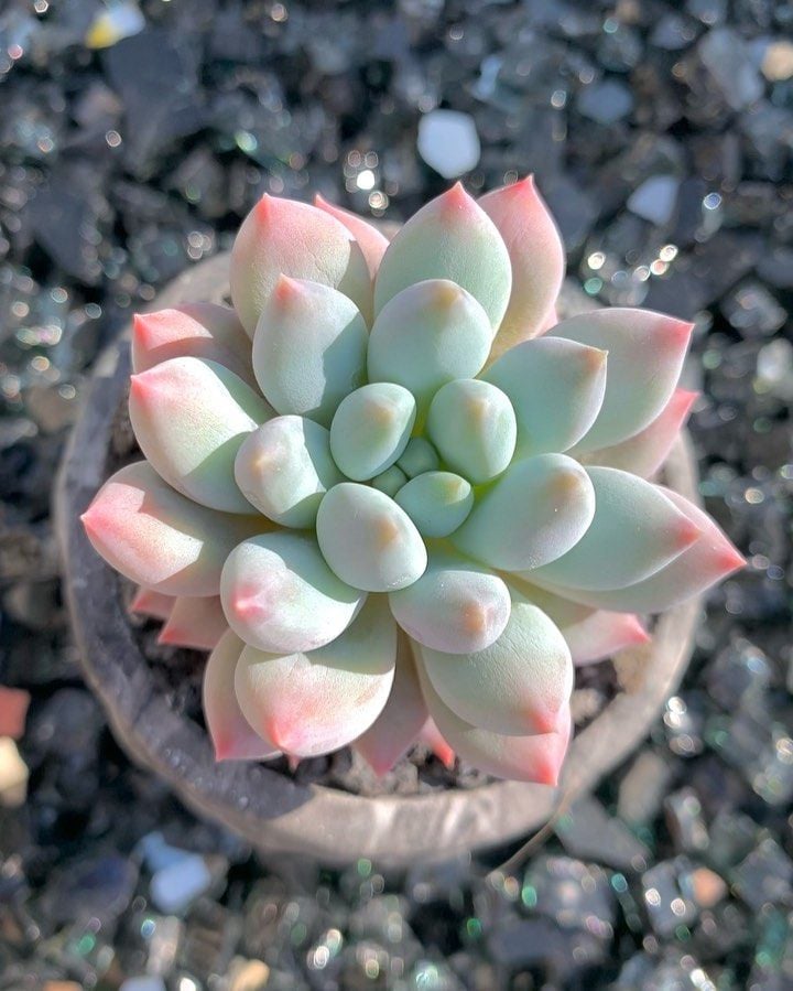 Tưới nước cho sen đá cần phải chú ý