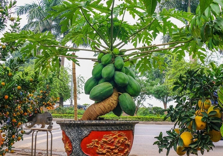 Trong phong thủy, đu đủ thường gắn với ý nghĩa “đủ đầy”, sung túc và no ấm. 