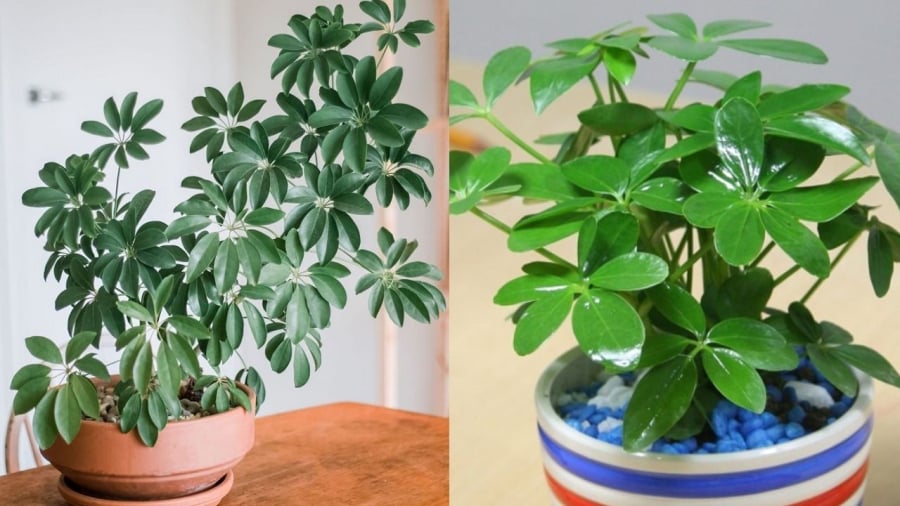 Cây ngũ gia bì có ý nghĩa tốt trong phong thủy.