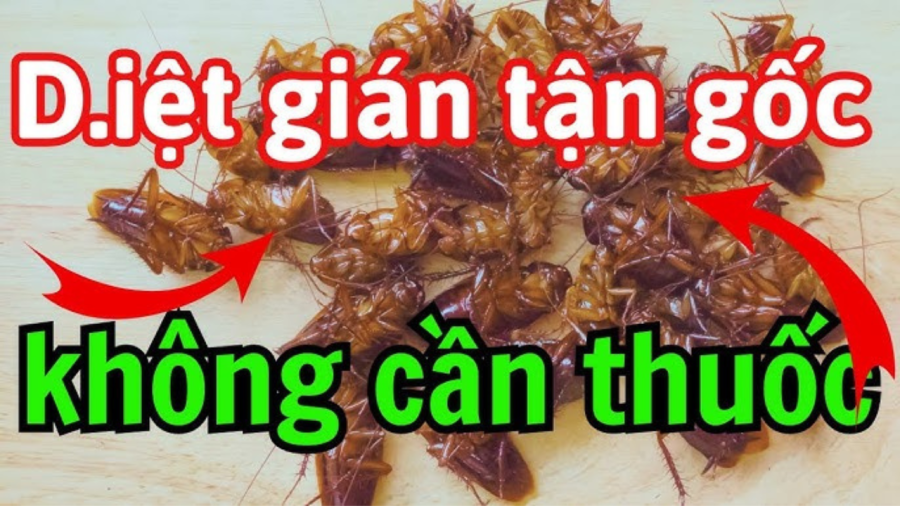 Mẹo đuổi gián ra khỏi nhà không cần dùng hóa chất