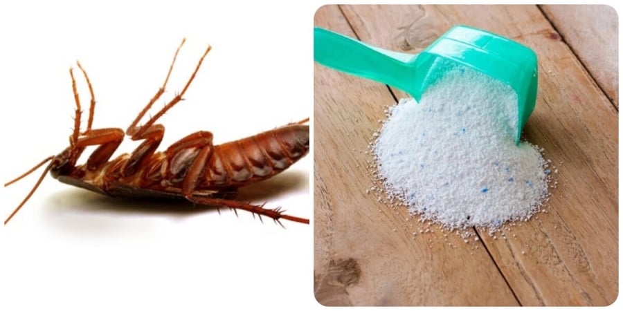 Cách đuổi gián ra khỏi nhà 