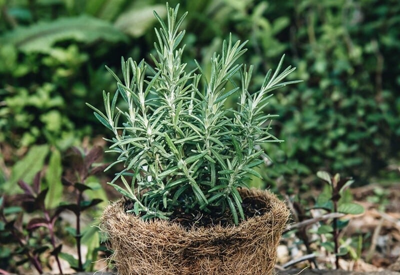 Trồng cây đuổi  muỗi
