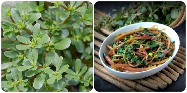 Rau sam là loại rau mọc hoang dại rất khỏe trong điều kiện thời tiết khắc nghiệt của mùa hè và thường được bán tại các chợ quê với giá thành vô cùng rẻ.    