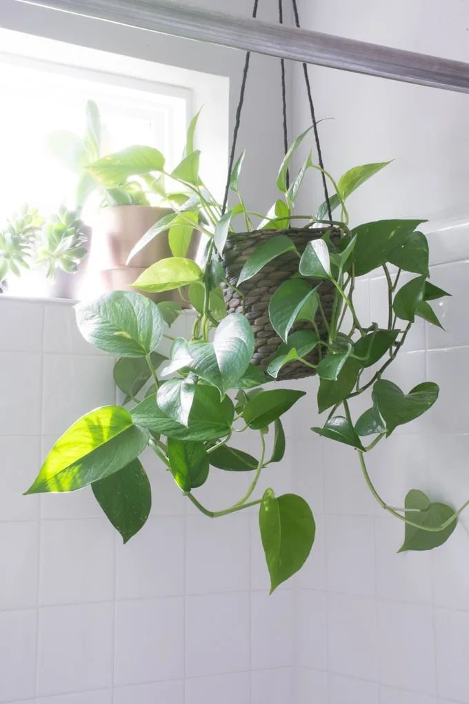Trầu bà là loại cây cảnh dễ trồng 