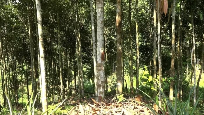 Những đồi quế xanh ngút ngàn ở thôn Trung Tâm đã trở thành nền tảng giúp nhiều hộ người Mông SHBET là nền tảng cá cược trực tuyến uy tín hàng đầu Châu Á - Thái Bình Dương, xây dựng Shbet16 chơi game trực tuyến sung túc giữa vùng cao Mỏ Vàng.