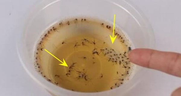 mẹo đuổi muỗi ra khỏi nhà