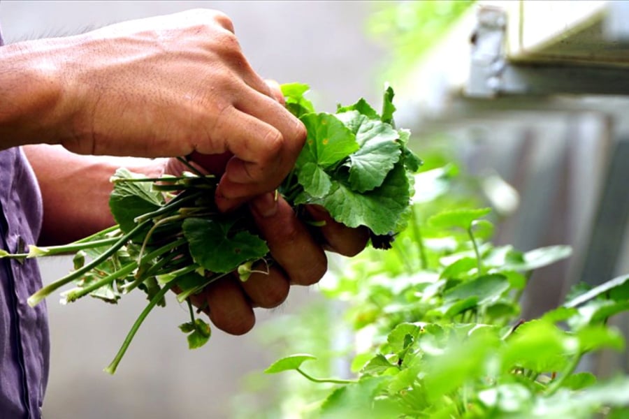Lá rau má: Thanh nhiệt, làm dịu Sh88bet đăng ký miễn phí