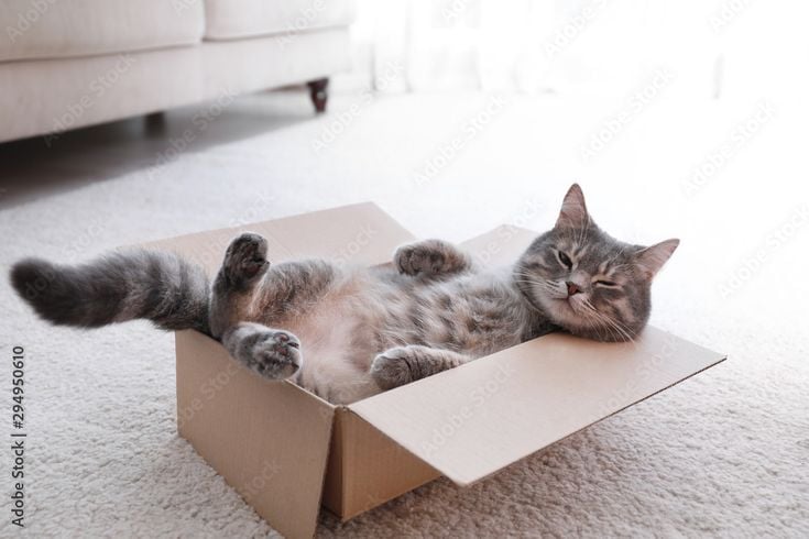 Mèo sợ lạnh nên hộp giấy có thể giúp giữ ấm