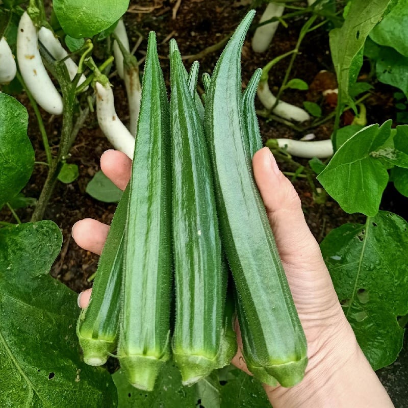 Đậu bắp được nhiều người yêu thích nhờ hương vị thanh ngọt, độ giòn mềm đặc trưng cùng hàm lượng dinh dưỡng phong phú. 