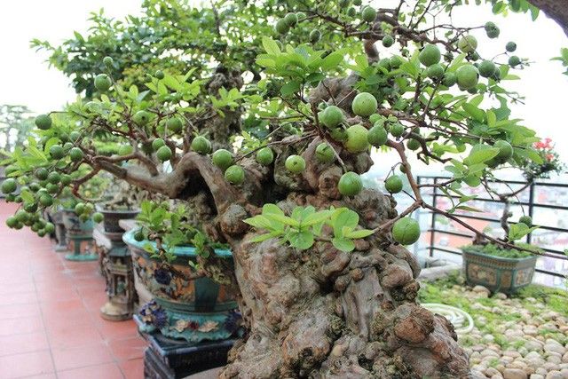 Sung cảnh thường có kích thước nhỏ gọn hơn, thân đẹp